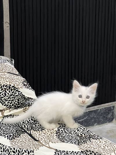 TRIPLE COATED PERSIAN KITTEN