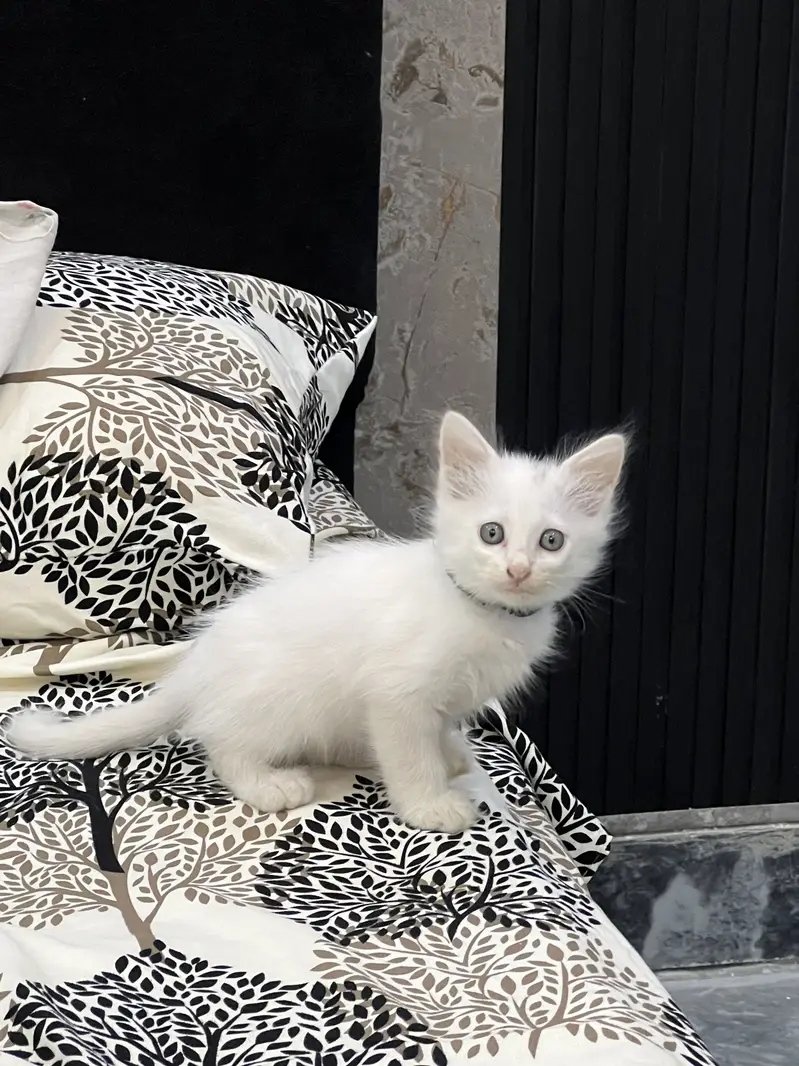 TRIPLE COATED PERSIAN KITTEN — photo 2