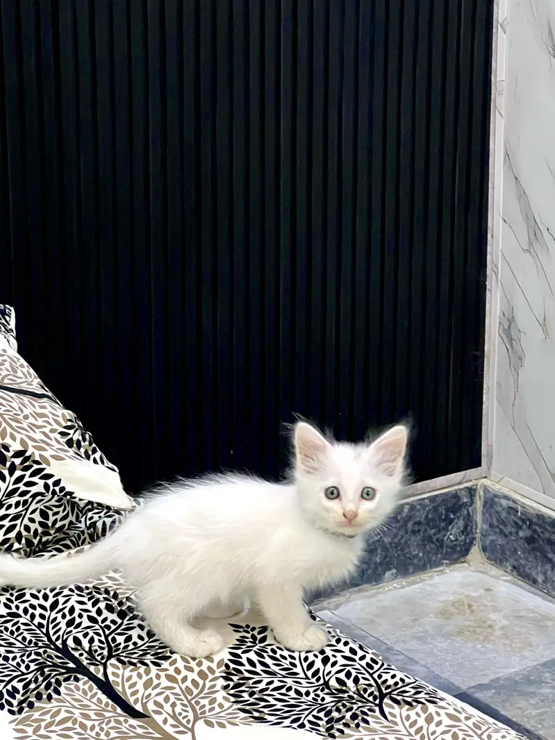 TRIPLE COATED PERSIAN KITTEN — photo 3