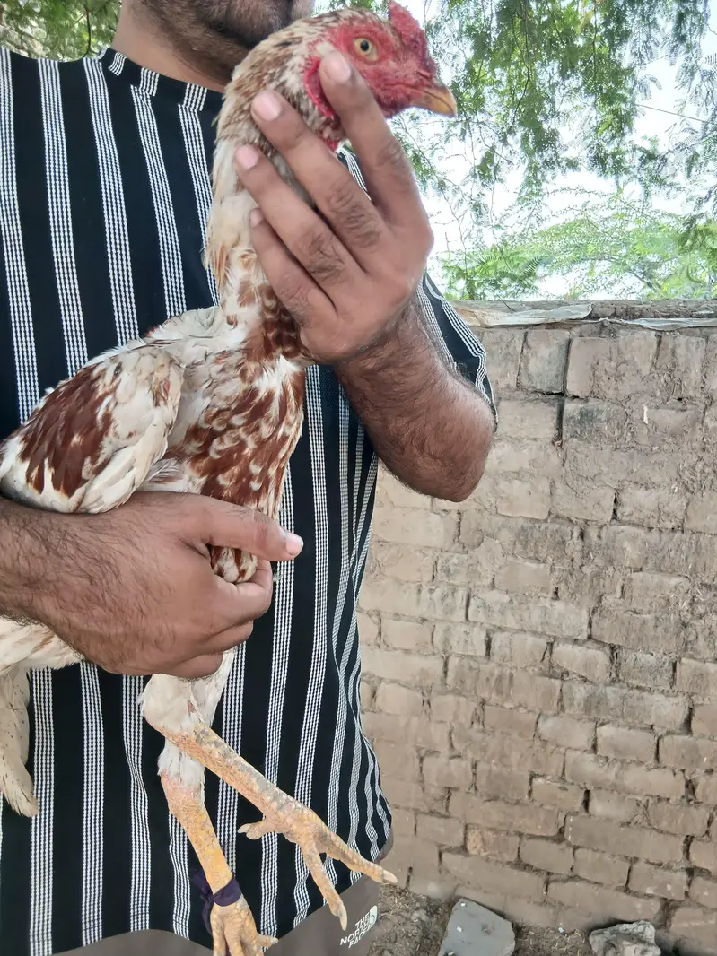 Aseel Pathy for sale in okara sahiwal — photo 6