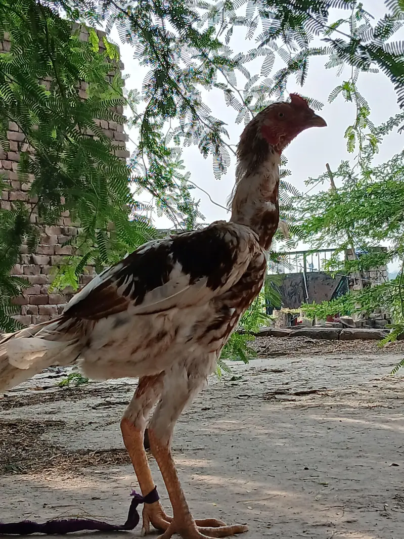 Aseel Pathy for sale in okara sahiwal — photo 7
