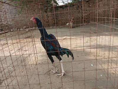 Aseel Thai Kmaliya Aseel for sale