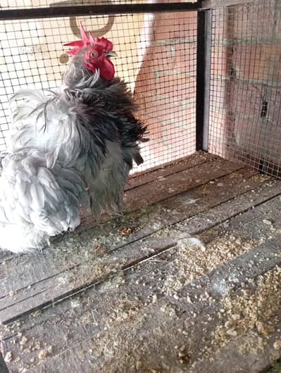 freezal bantam, ayam cemani female, Hera aseel pair, dhandharvi breed