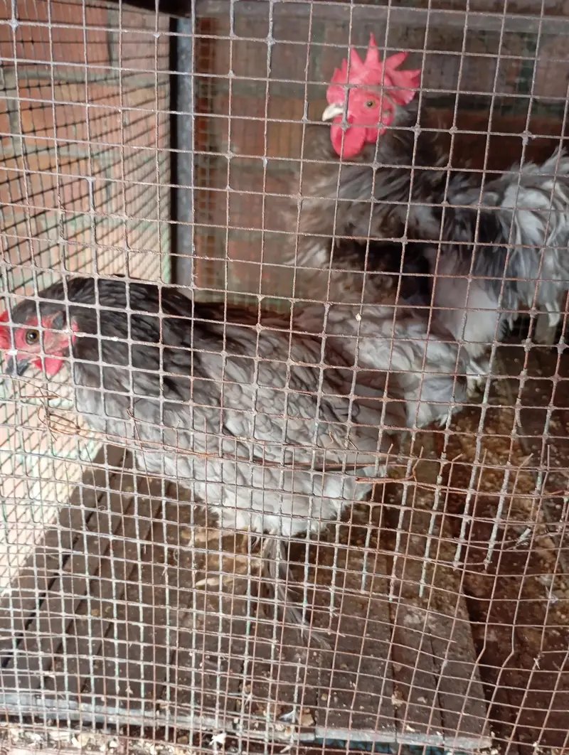 freezal bantam, ayam cemani female, Hera aseel pair, dhandharvi breed — photo 2