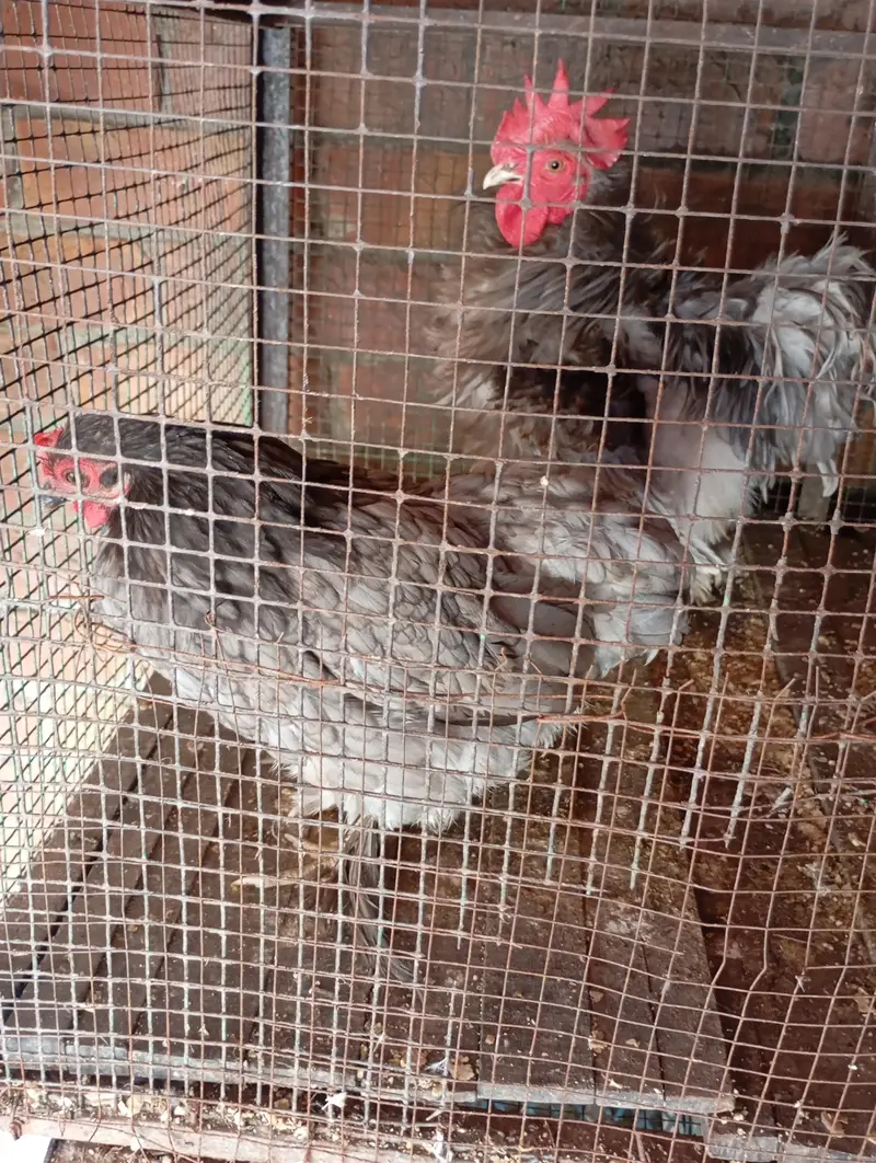 freezal bantam, ayam cemani female, Hera aseel pair, dhandharvi breed — photo 3