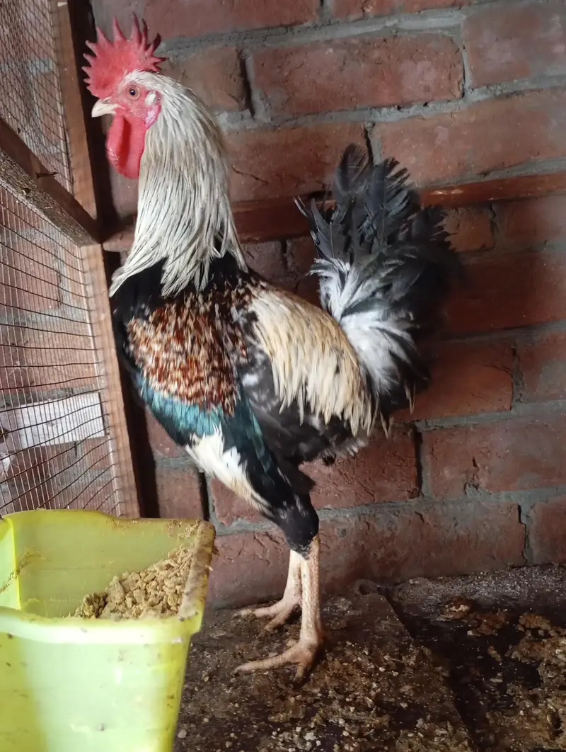 freezal bantam, ayam cemani female, Hera aseel pair, dhandharvi breed — photo 4