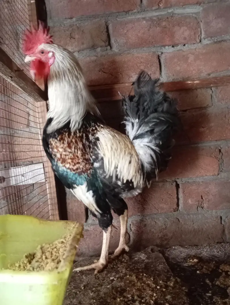 freezal bantam, ayam cemani female, Hera aseel pair, dhandharvi breed — photo 5