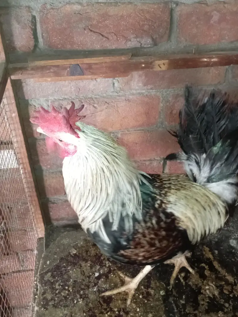 freezal bantam, ayam cemani female, Hera aseel pair, dhandharvi breed — photo 6
