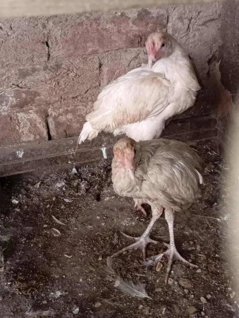 freezal bantam, ayam cemani female, Hera aseel pair, dhandharvi breed — photo 7
