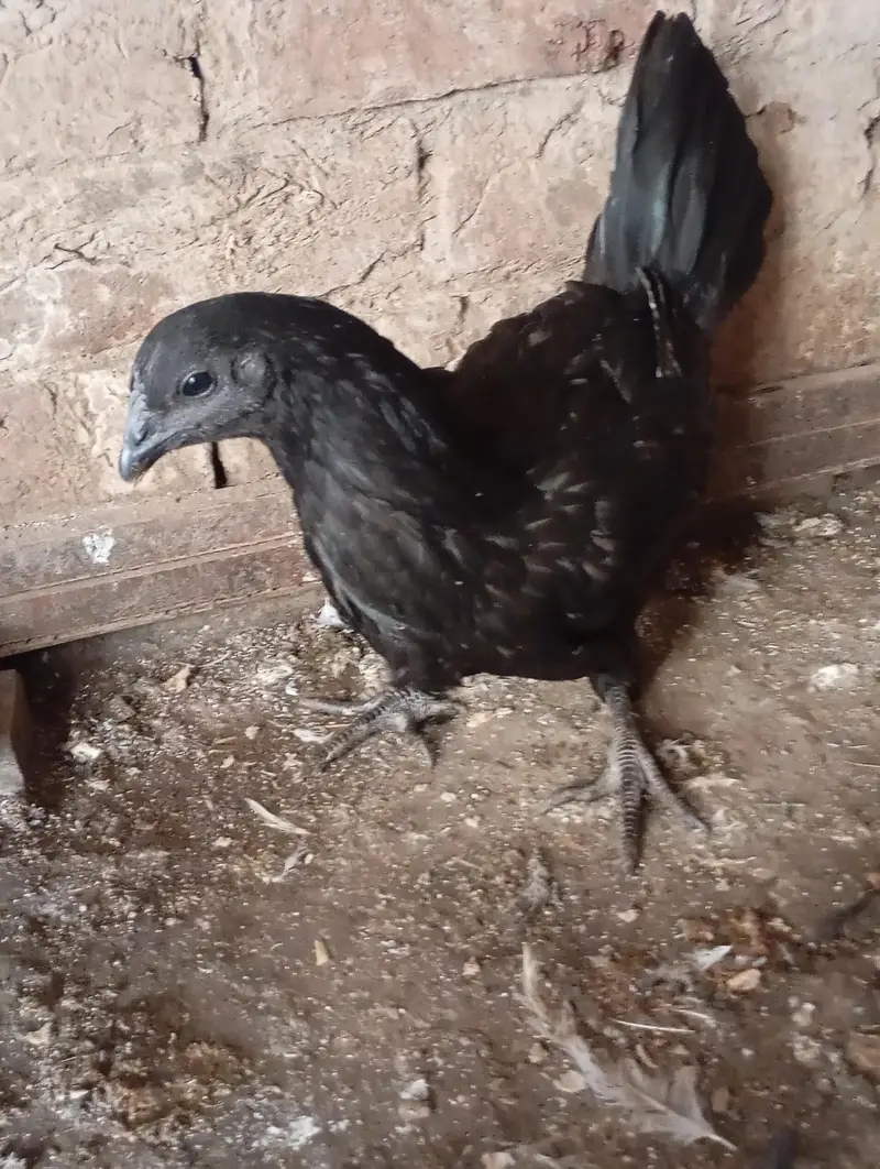 freezal bantam, ayam cemani female, Hera aseel pair, dhandharvi breed — photo 8