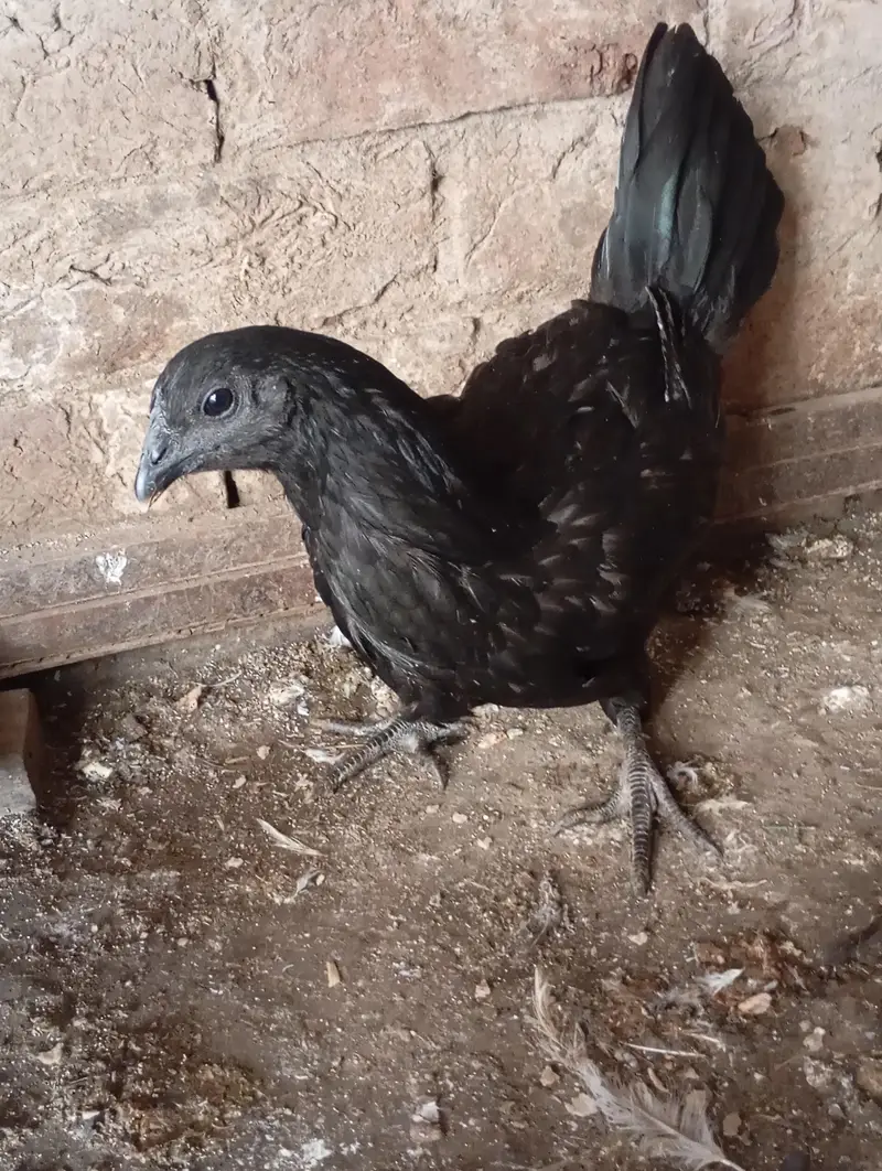 freezal bantam, ayam cemani female, Hera aseel pair, dhandharvi breed — photo 9