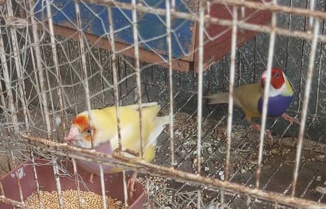 finches lutino for sale