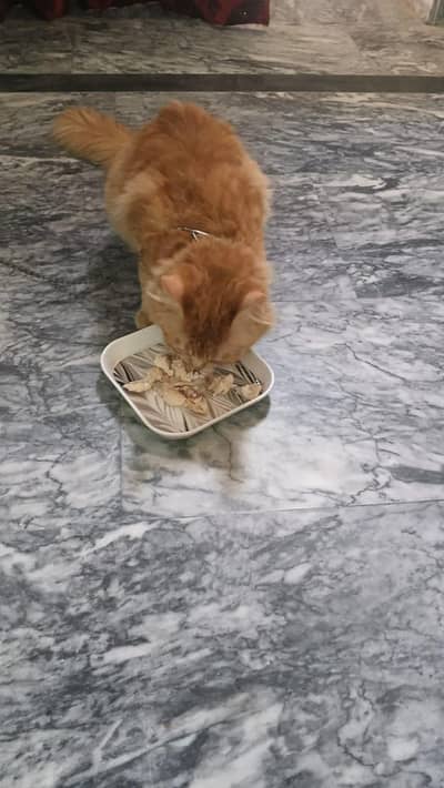 Pure Persian (03214610320), (0321 4687720)