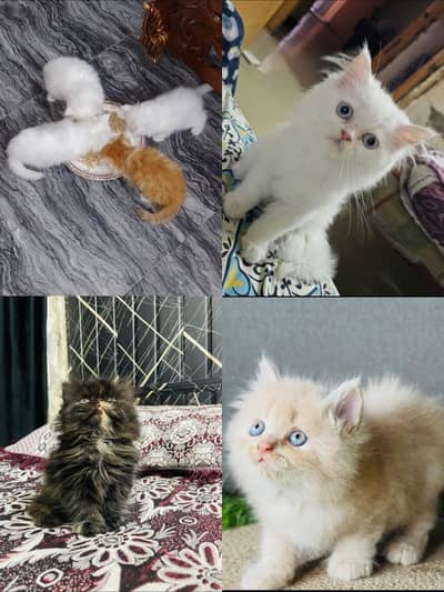 Punch face kittens | Tripple coated |cash on delivery avlbl  in Lahore