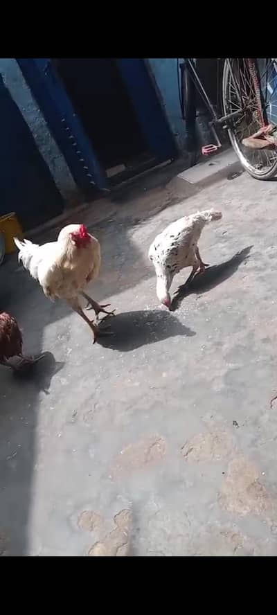 Aseel Murga &Murgi