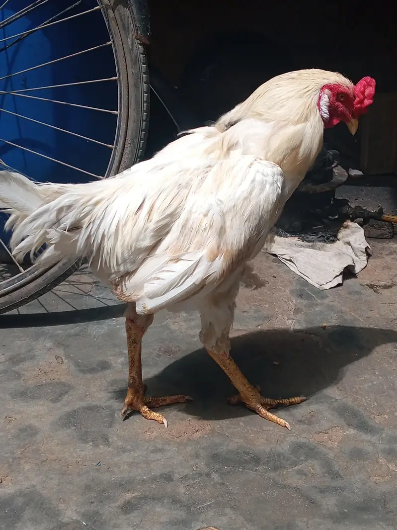 Aseel Murga &Murgi — photo 2