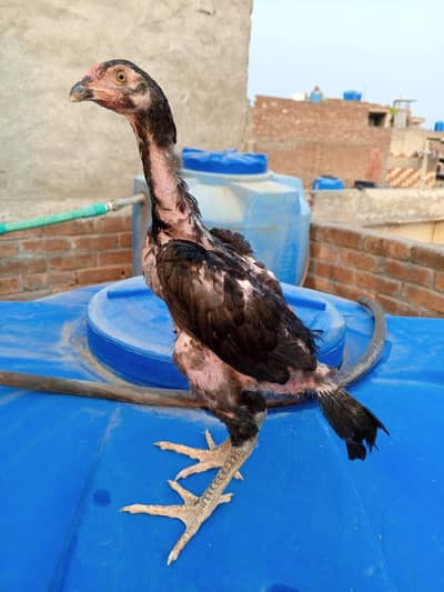 shamo Birds available