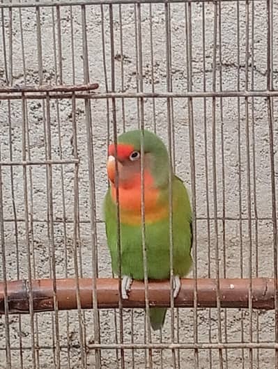 lovebird for free