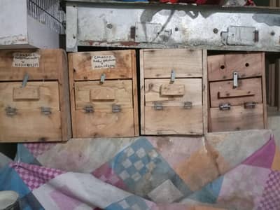 box birds