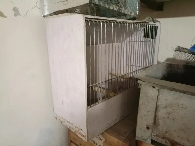 box birds — photo 2