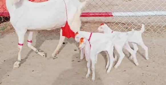 Desi Bakri Our 3 Bacchon Ka Sath Urgent for sale call me_"_03230718297