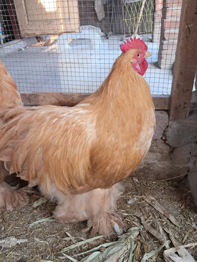 GOLDEN BUFF MALE AVAILABLE