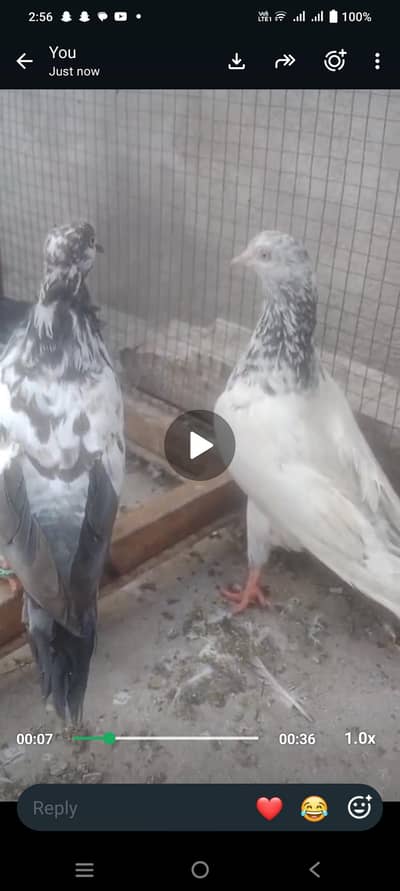 bachy hai Kisi ny liny ho TU rapta kary
