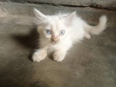 persian cat k bacha hai male hai