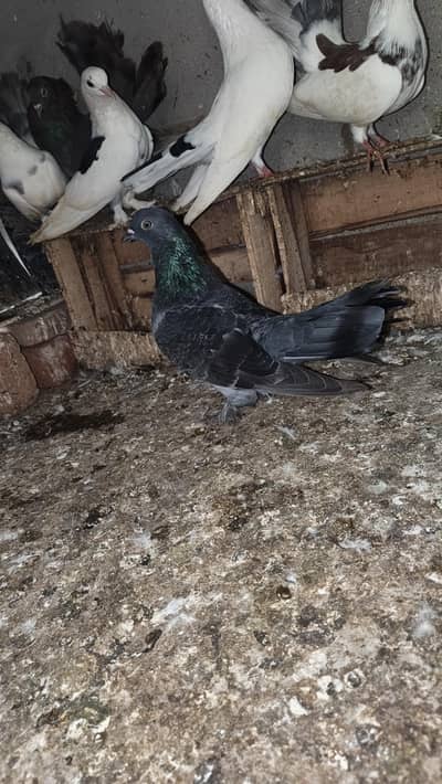 lucky and facny pigeons for sale (urgent sale)
