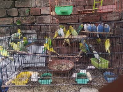 Australian  parrot bajari  love birds cocktail for sale 03474214594