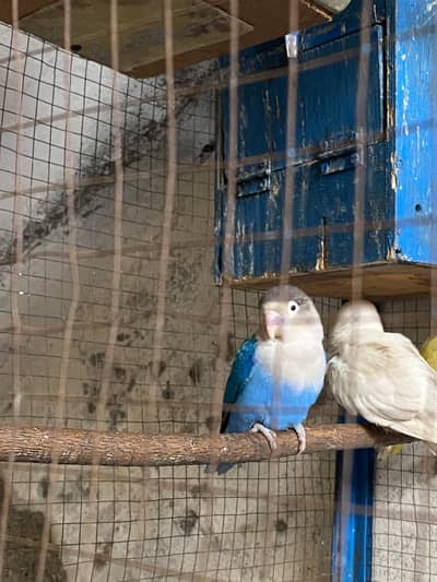 Lovbird pair