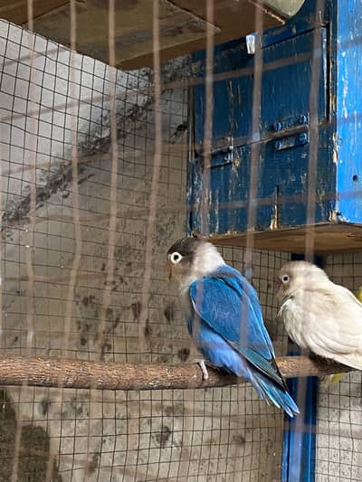 Lovbirds breeder pairs