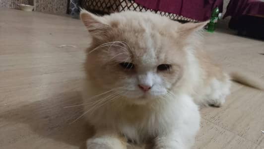 cat . .