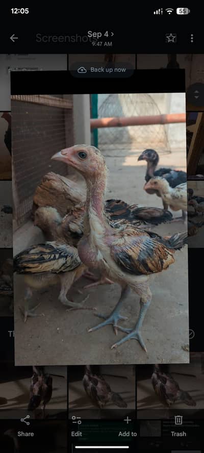 Sindhi veitnam chicks| mianwali chicks| shamo chicks| aseel chicks