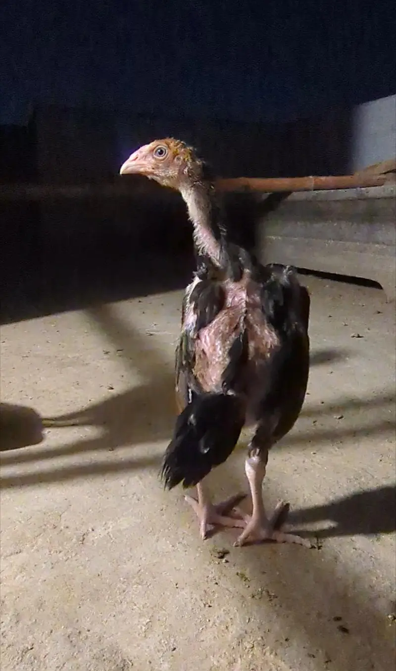 Sindhi veitnam chicks| mianwali chicks| shamo chicks| aseel chicks — photo 9