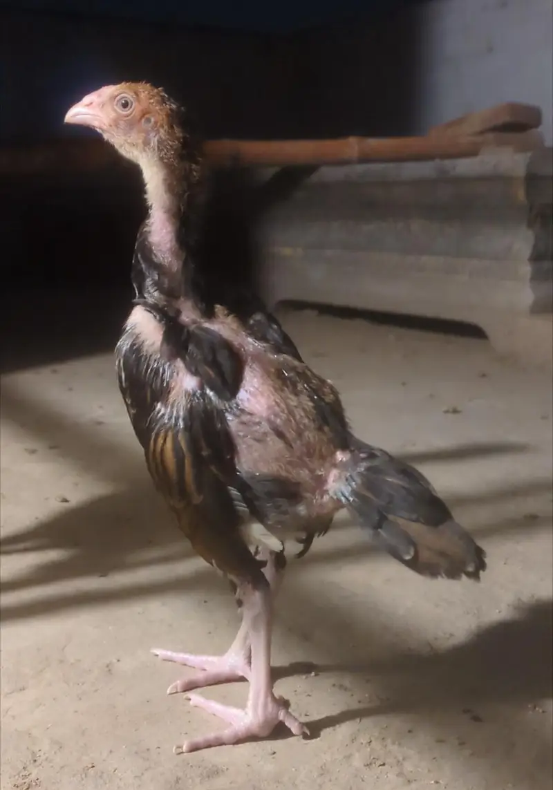 Sindhi veitnam chicks| mianwali chicks| shamo chicks| aseel chicks — photo 10