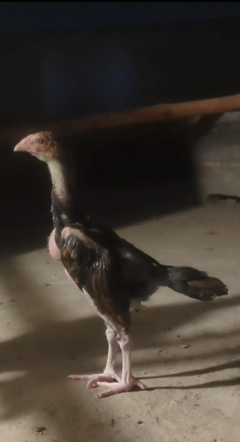 Sindhi veitnam chicks| mianwali chicks| shamo chicks| aseel chicks — photo 11