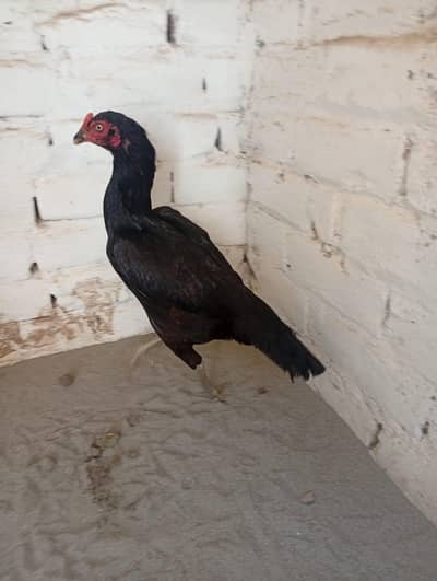 pure lasani female
