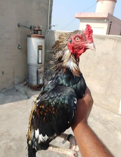 vv IP quality birds only serious buyer rabta kre