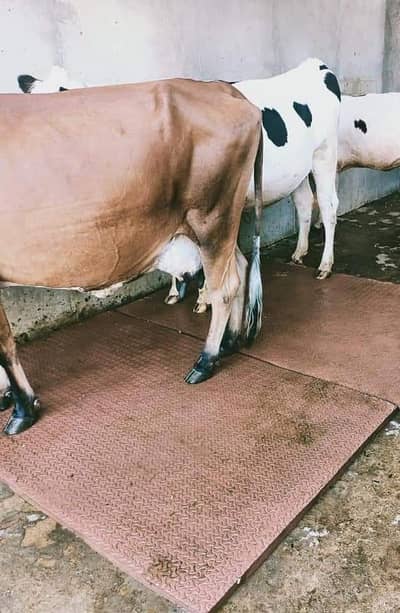 Cow Lifter Machine Price in Pakistan | Dairy Equipment