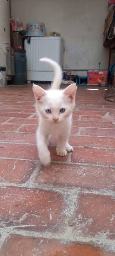 Persian kittens (cat) Blue eyes