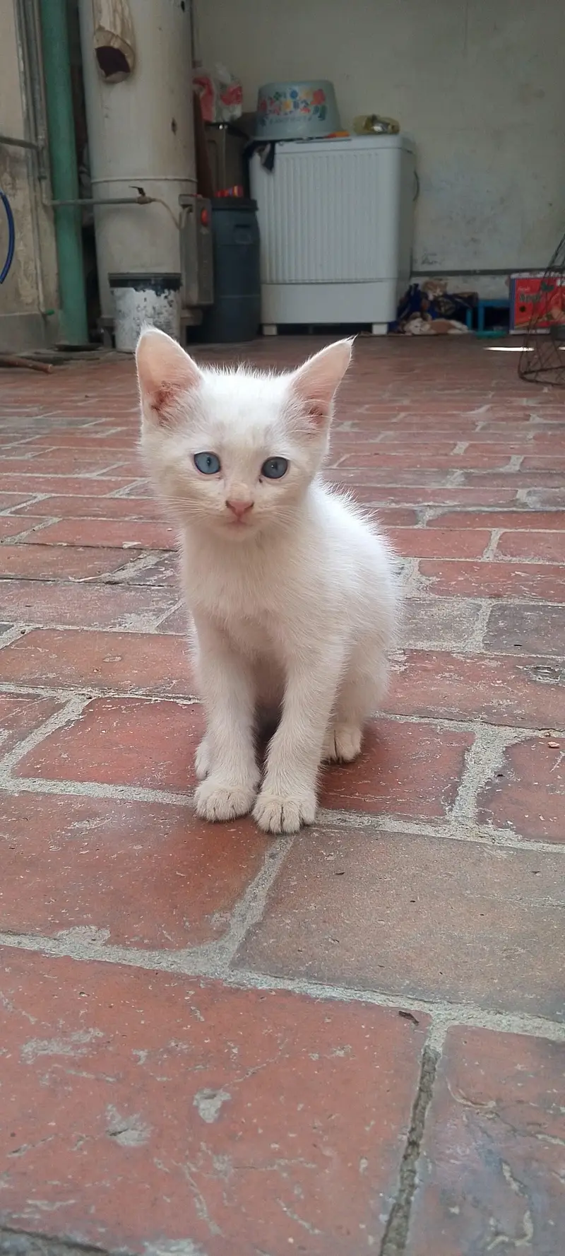 Persian kittens (cat) Blue eyes — photo 3