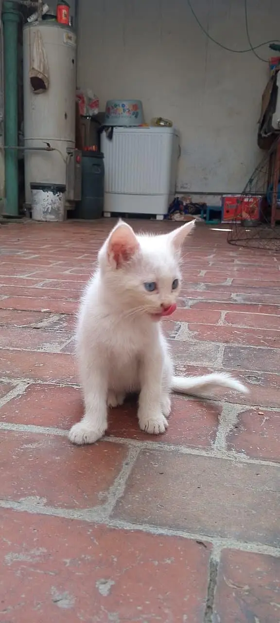 Persian kittens (cat) Blue eyes — photo 4