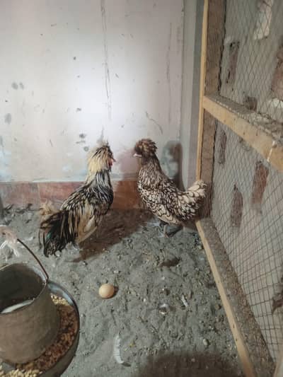 White Heavy Buff Female And Silver Polish
