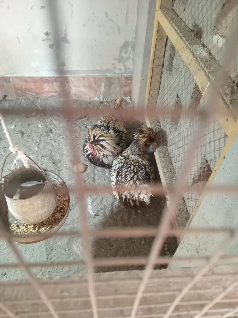 Silver Polish Breeder Pair Faisalabad — photo 2