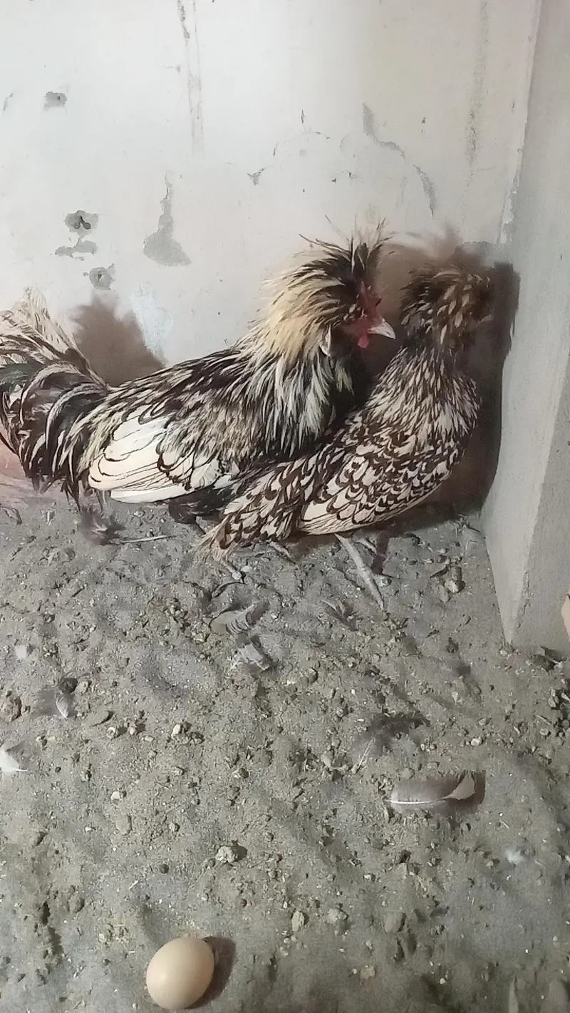 Silver Polish Breeder Pair Faisalabad — photo 3