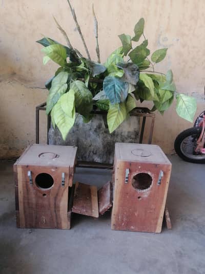 lovebirds box