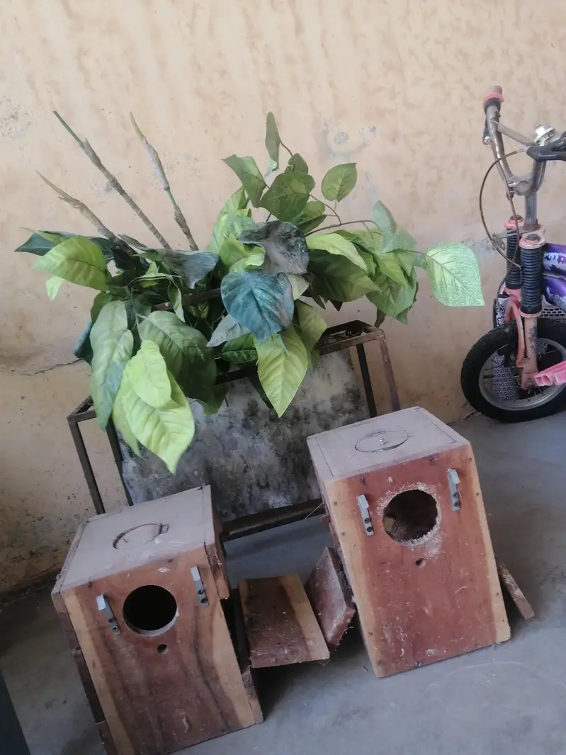 lovebirds box — photo 2