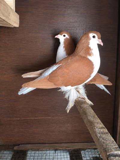 sherazi breeder pair