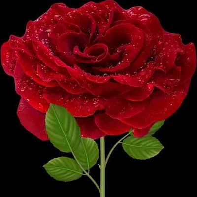 shanmalik